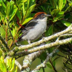 Antioquia Brushfinch